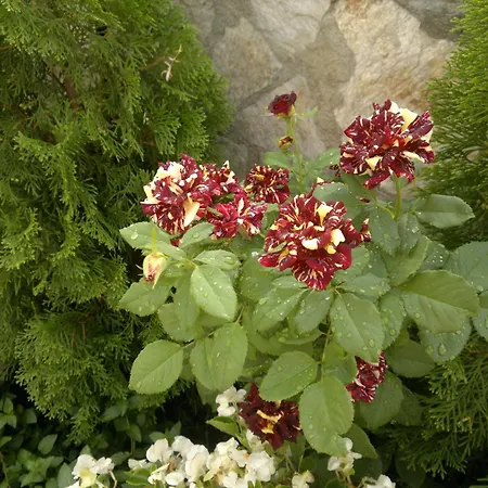 酒店 波塞冬酒店 2*