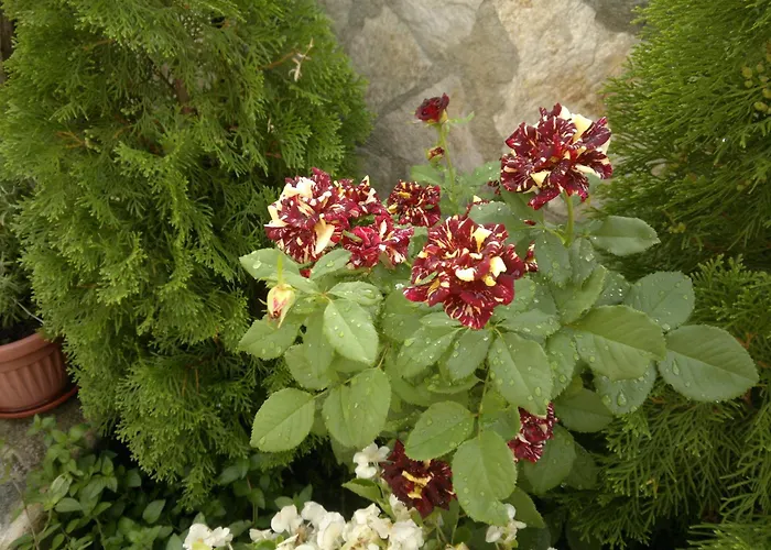 ホテル Poseidon 2*